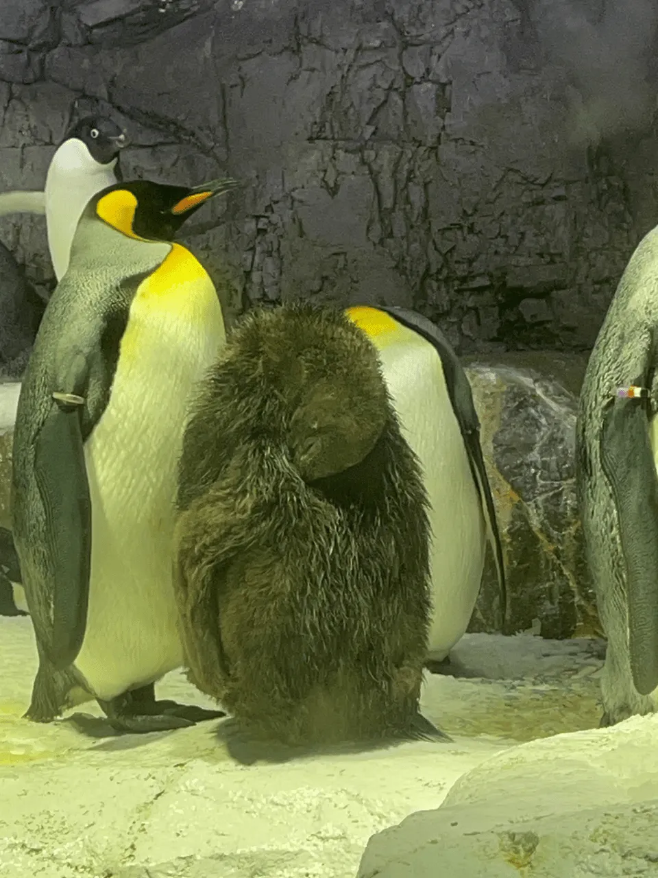 penguinosaka