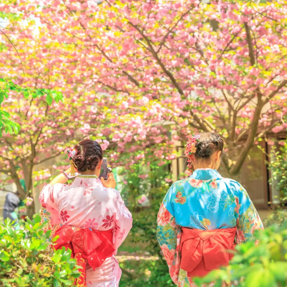 duas mulheres de costas, trajando um kimono, olhando as flores de cerejeira no japão